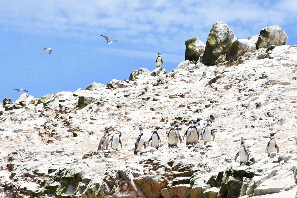 VIAJE A PARACAS-PERÚ: UNA MARAVILLA PARA CONOCER