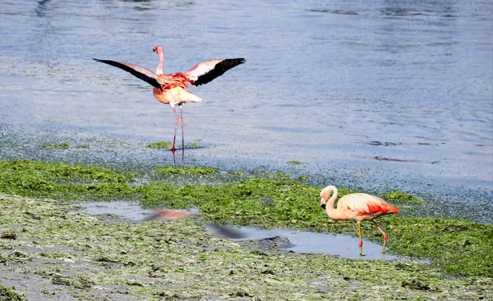 VIAJE A PARACAS-PERÚ: UNA MARAVILLA PARA CONOCER