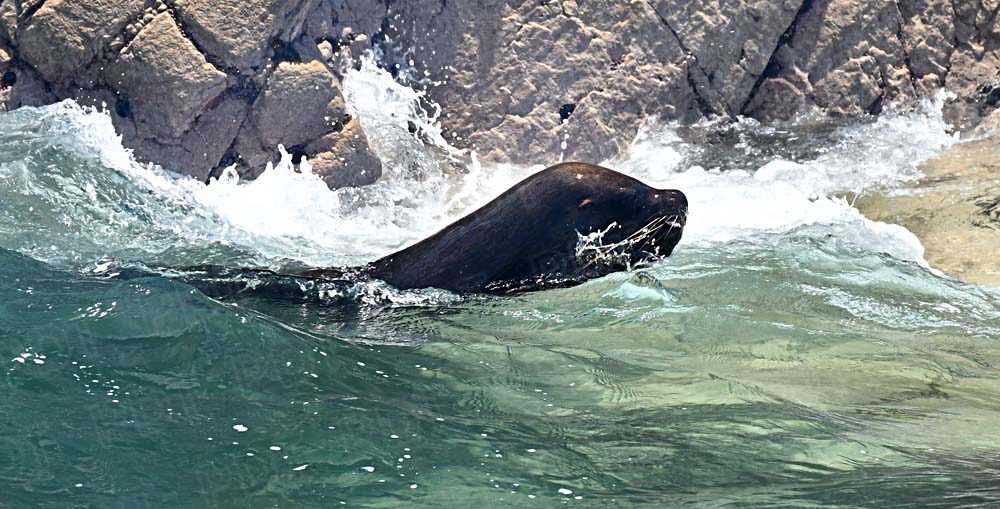 VIAJE A PARACAS-PERÚ: UNA MARAVILLA PARA CONOCER