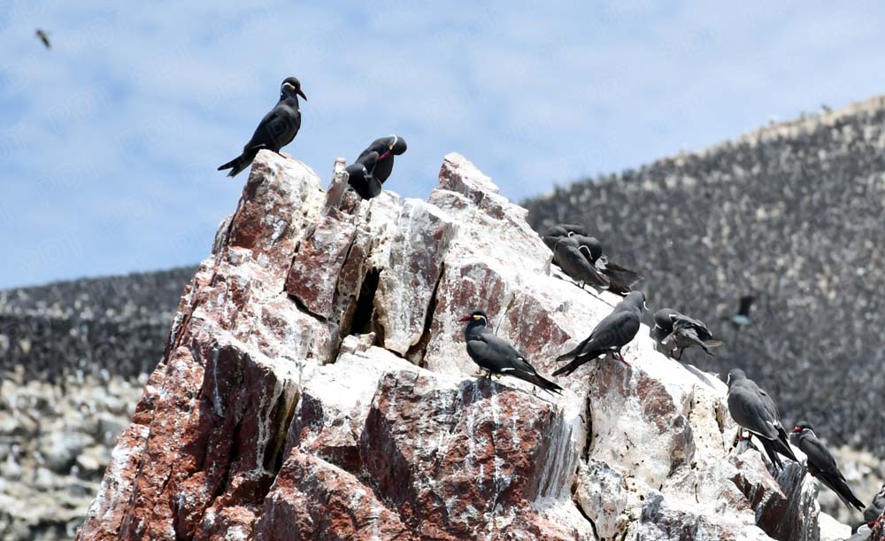 VIAJE A PARACAS-PERÚ: UNA MARAVILLA PARA CONOCER