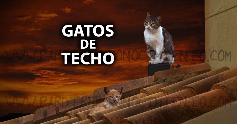 GATOS-DE-TECHO