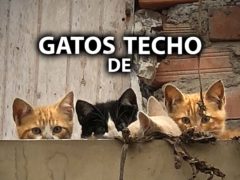GATOS-DE-TECHO