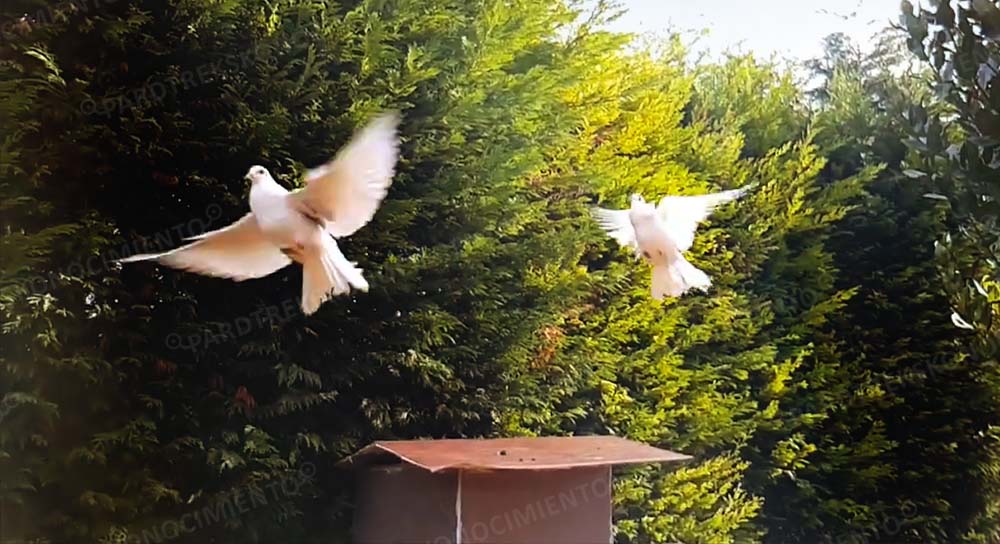 LAS PALOMAS MENSAJERAS AÚN NO SE JUBILAN