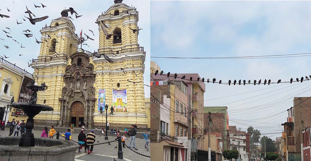 LAS PALOMAS MENSAJERAS AÚN NO SE JUBILAN