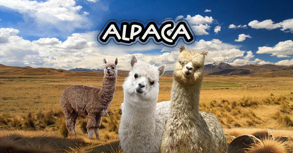 DÍA NACIONAL DE LA ALPACA (1 DE AGOSTO)