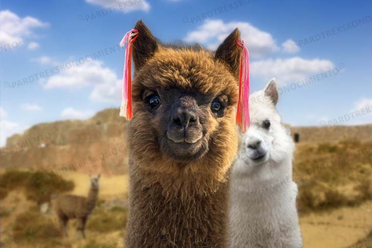 DÍA NACIONAL DE LA ALPACA (1 DE AGOSTO)