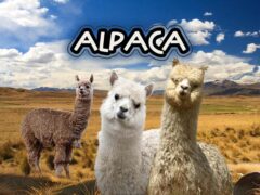 DÍA NACIONAL DE LA ALPACA (1 DE AGOSTO)