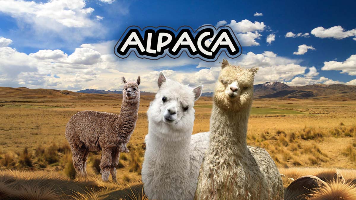 DÍA NACIONAL DE LA ALPACA (1 DE AGOSTO)