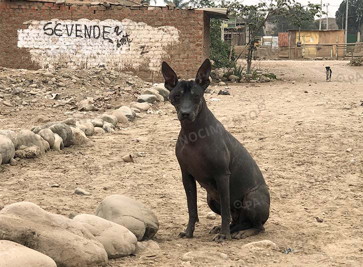 PERRO PERUANO EXHIBE LEY CON LADRIDO PROPIO